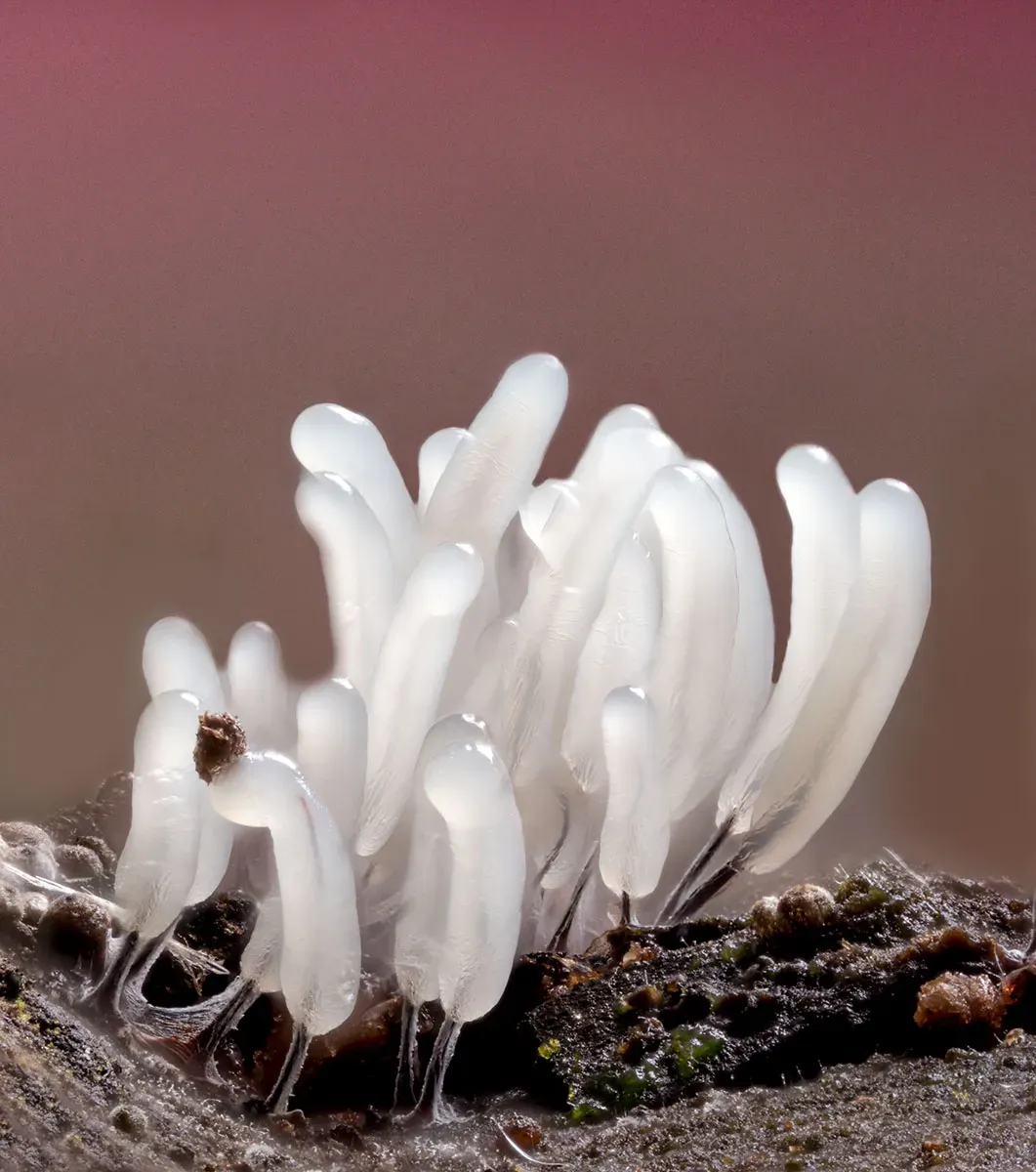 Slime Mould 2026 2