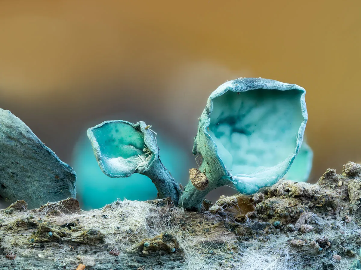 Slime Mould 2026 21