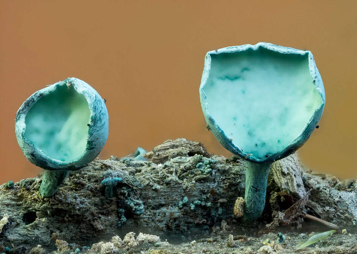 Slime Mould 2026 23