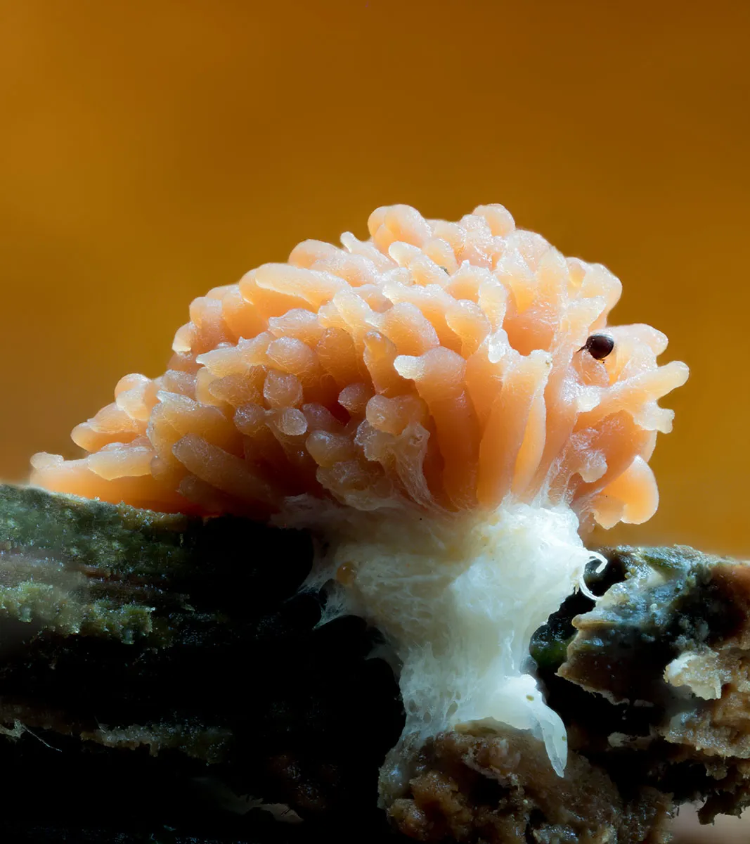 Slime Mould 2026 26