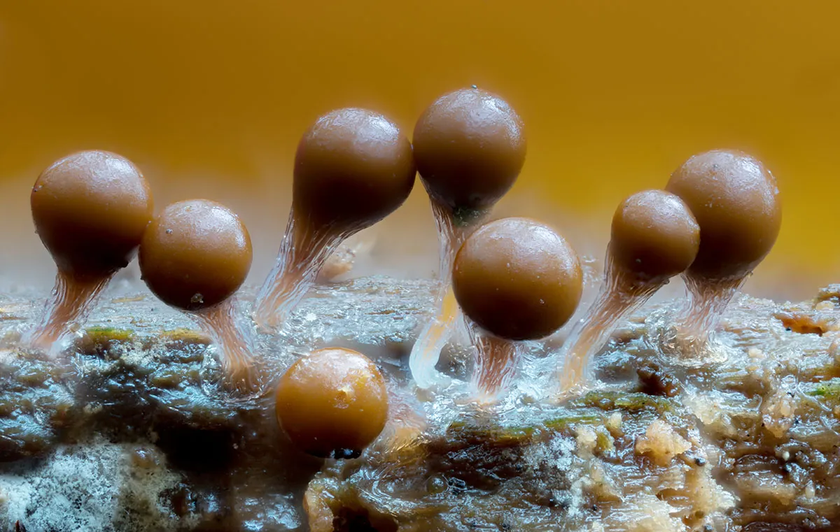 Slime Mould 2026 27