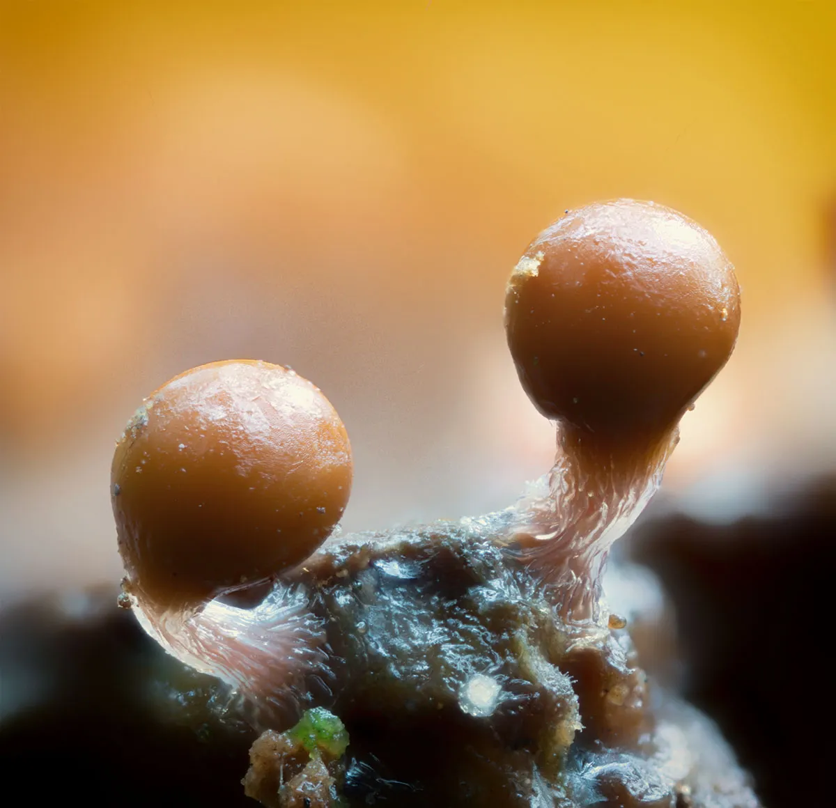 Slime Mould 2026 28