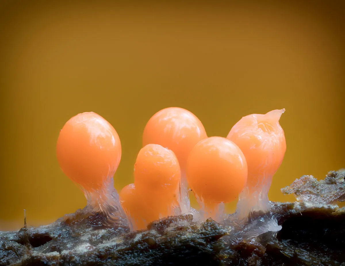 Slime Mould 2026 29