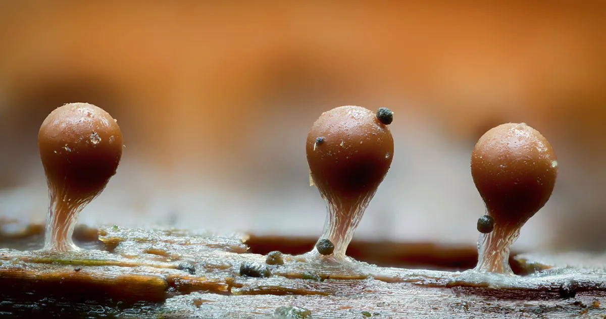 Slime Mould 2026 30