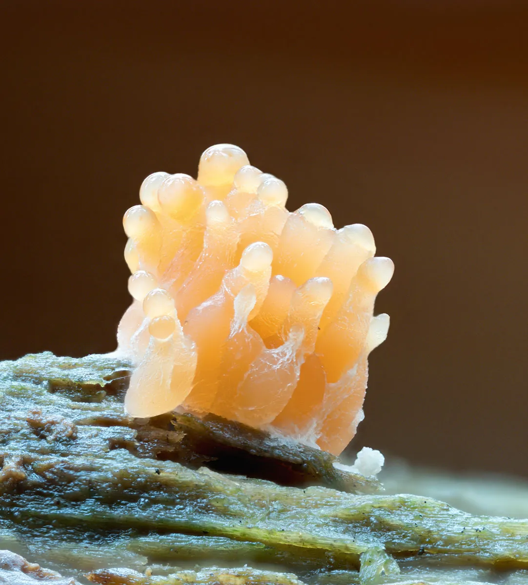 Slime Mould 2026 31