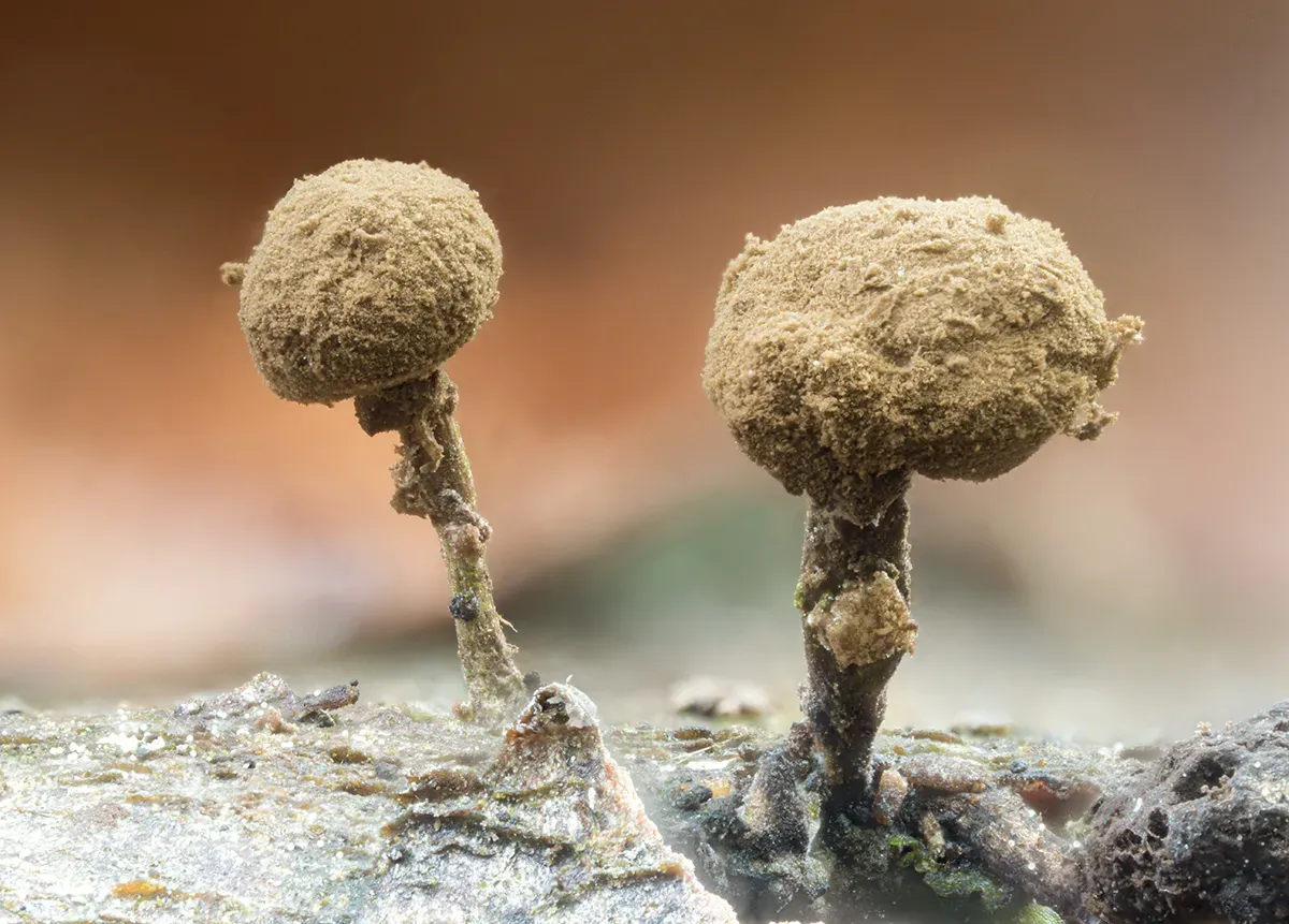 Slime Mould 2026 6