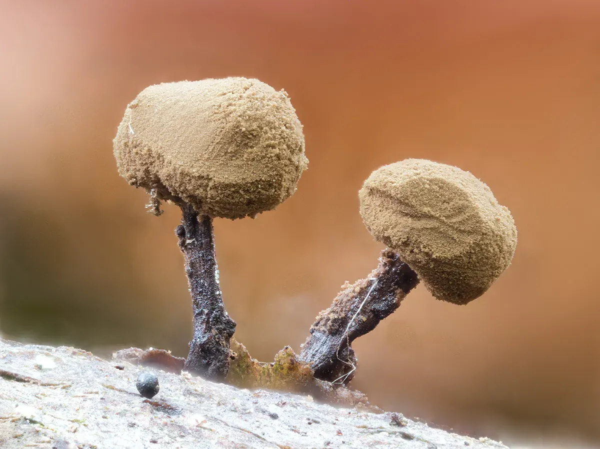 Slime Mould 2026 7