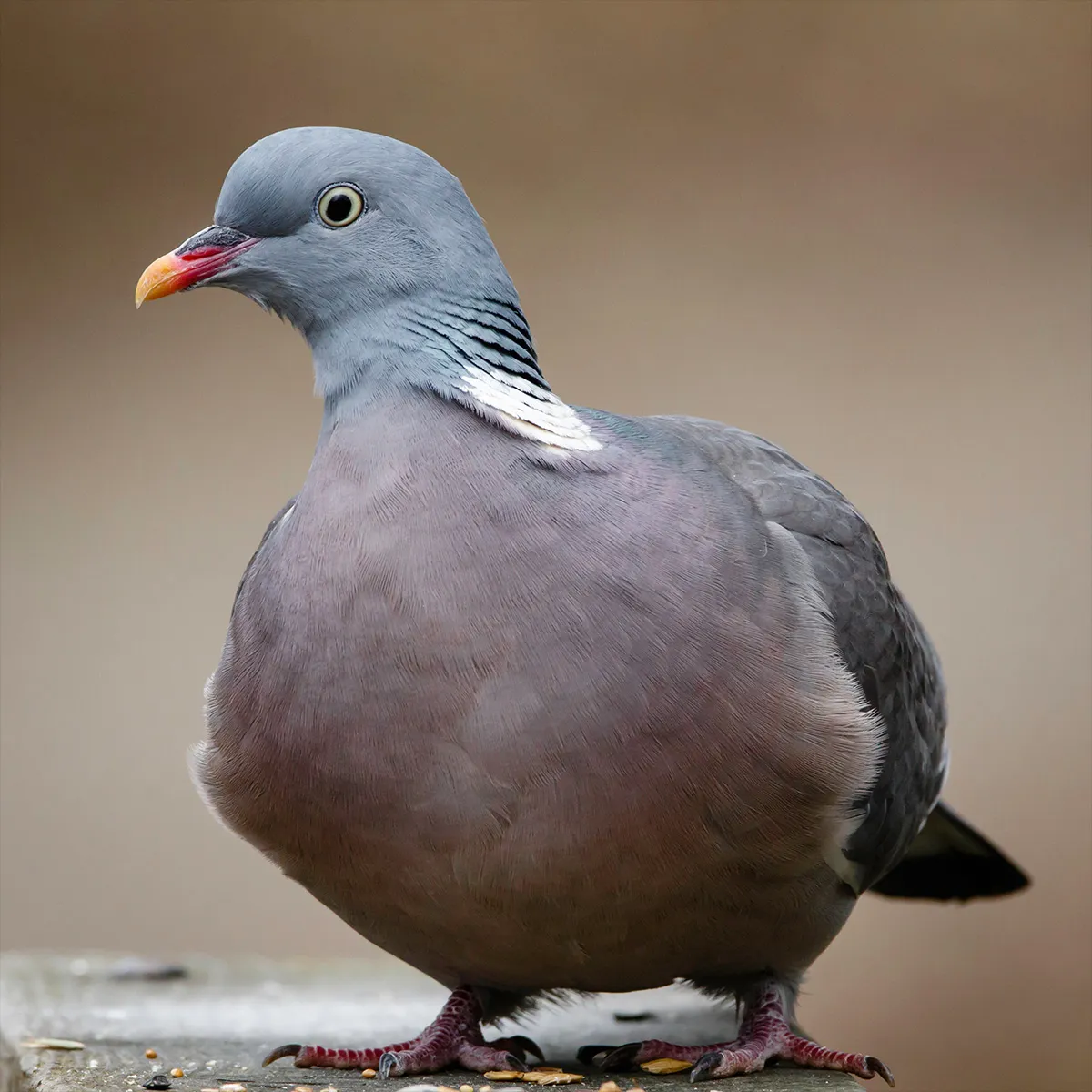 Birds 16