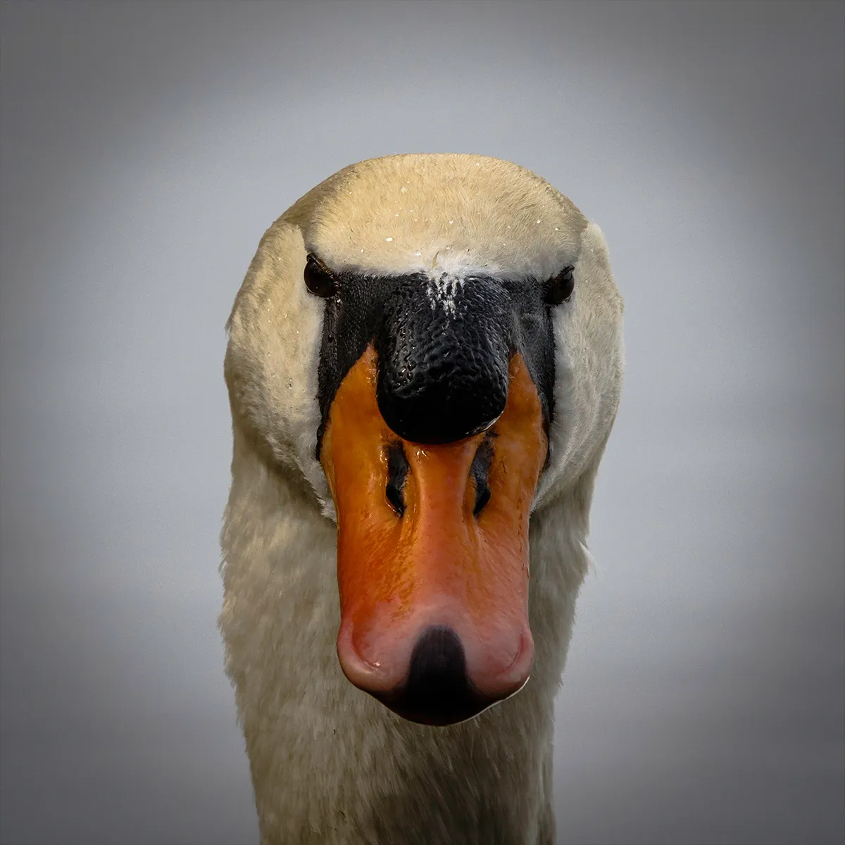 Birds 17