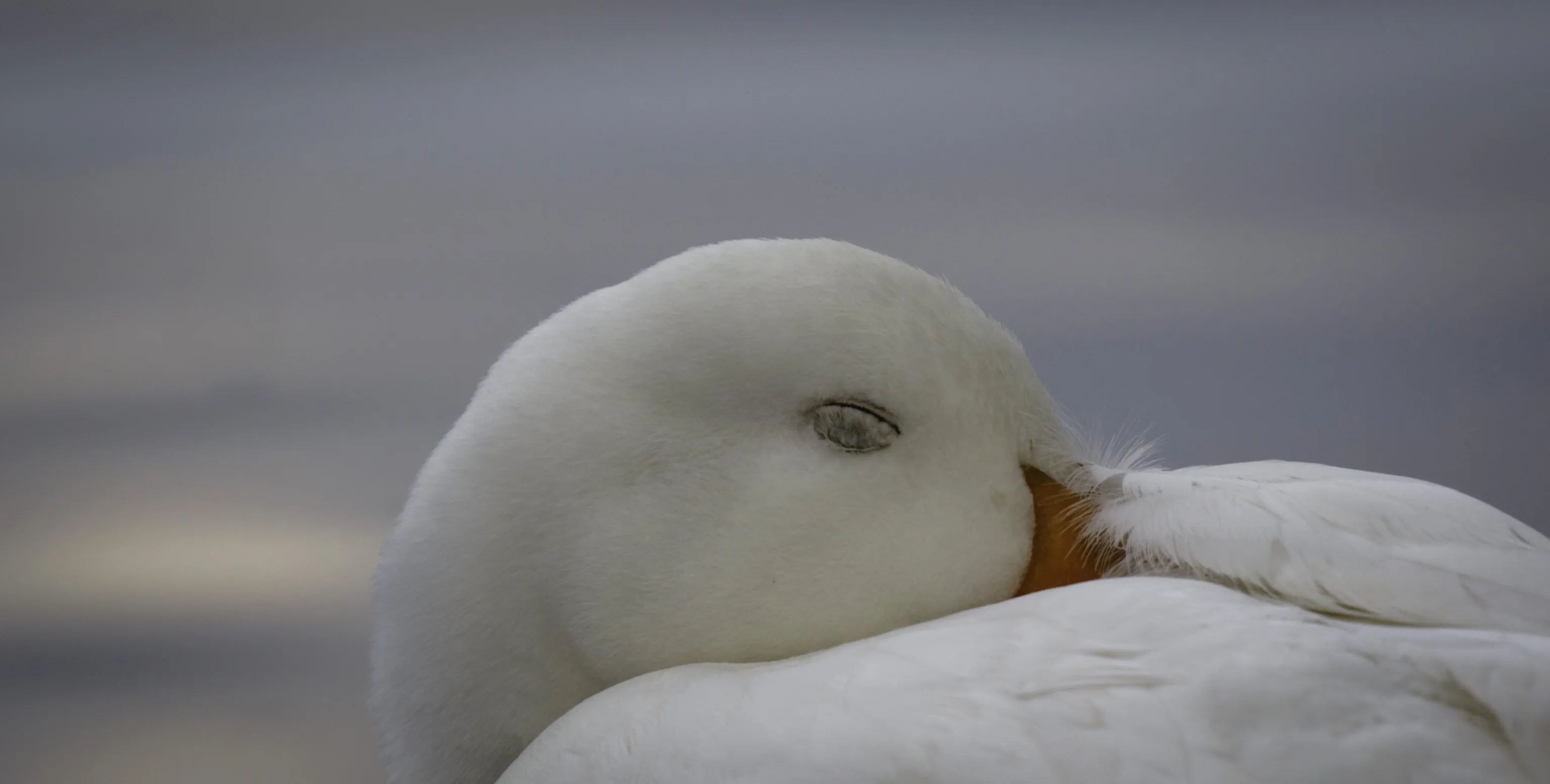 Birds 2