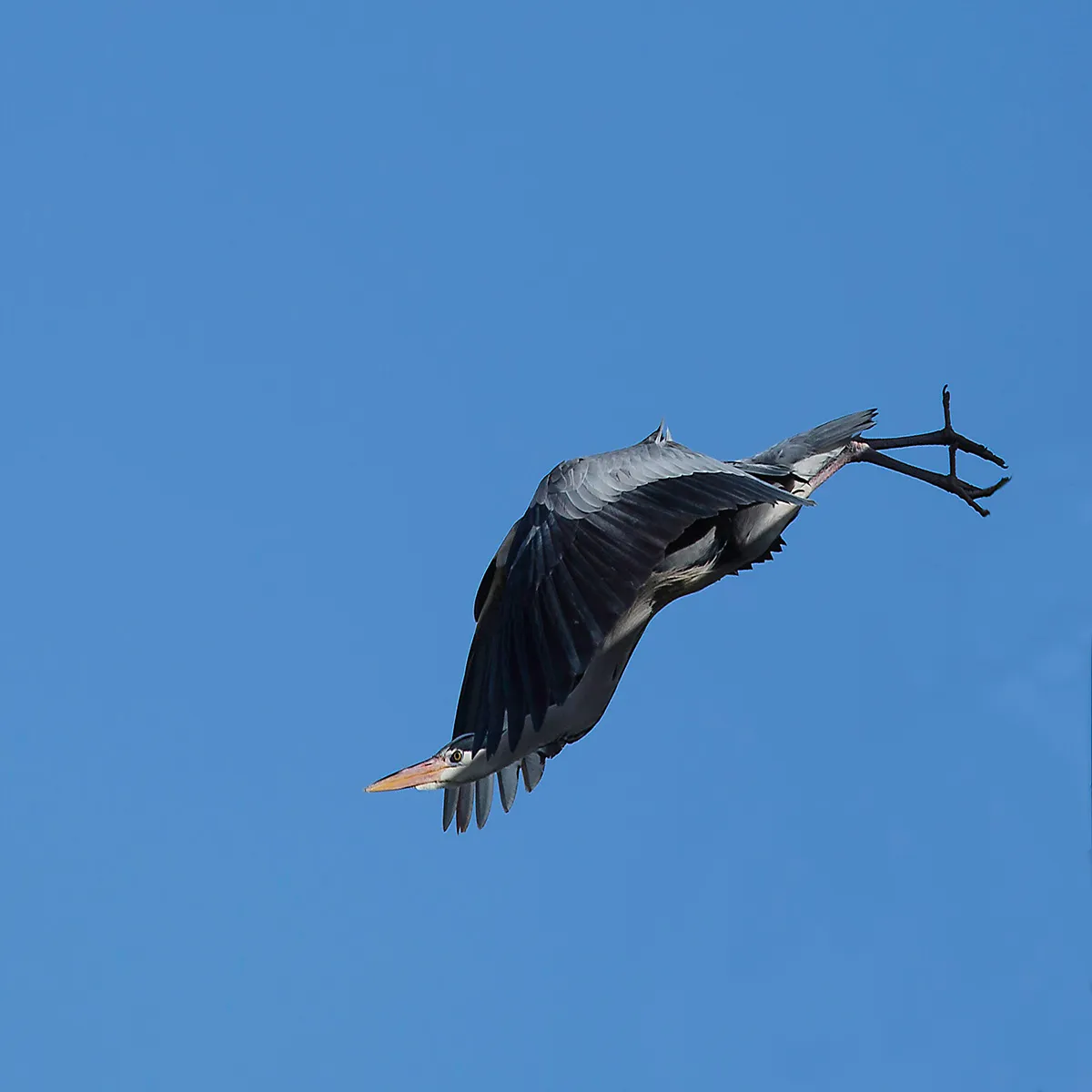 Birds 22