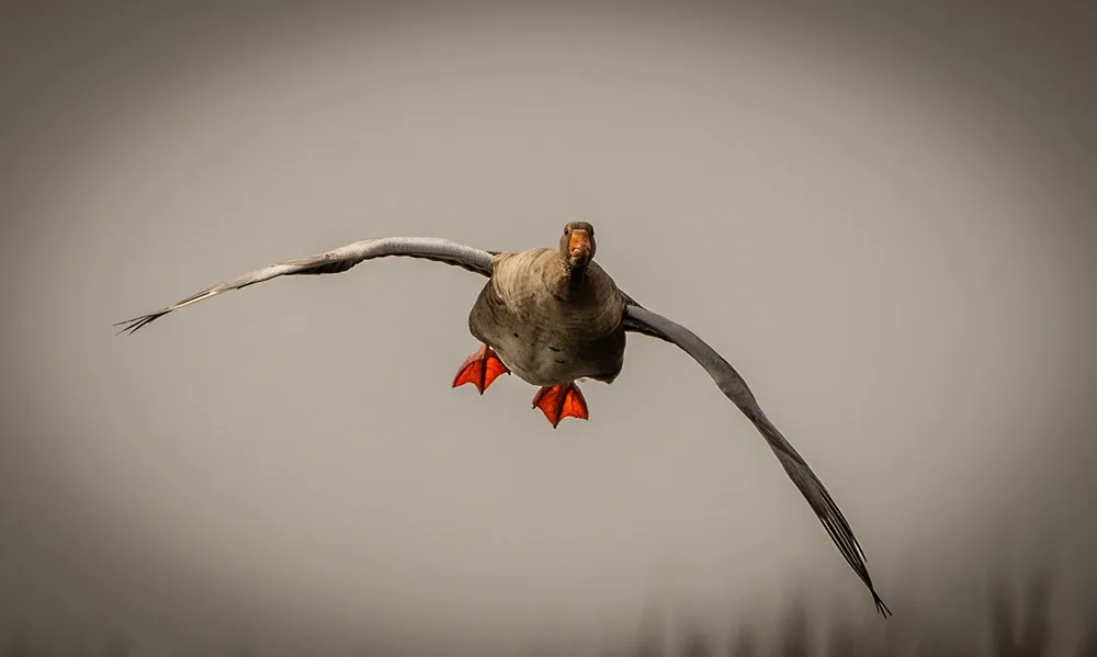 Birds 23