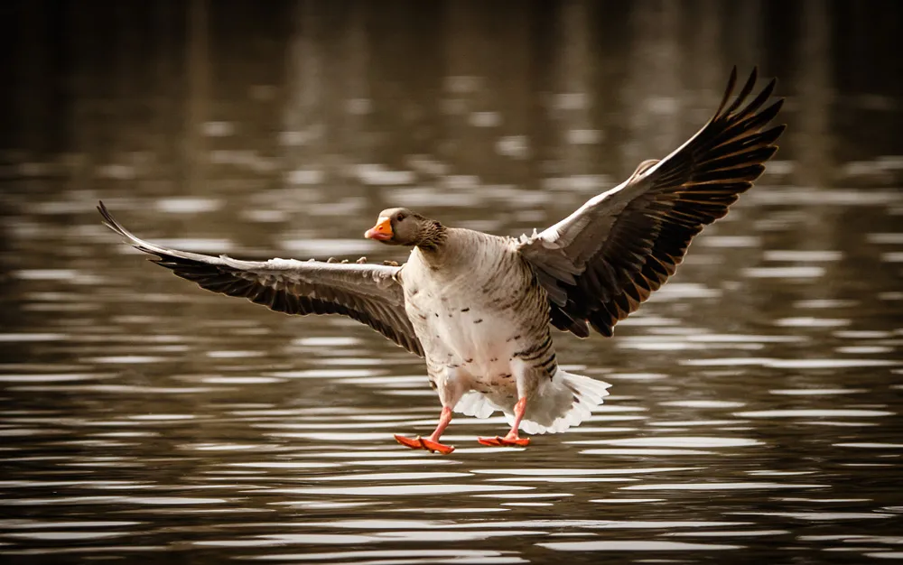 Birds 24