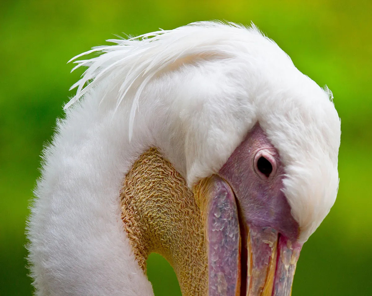 Birds 34