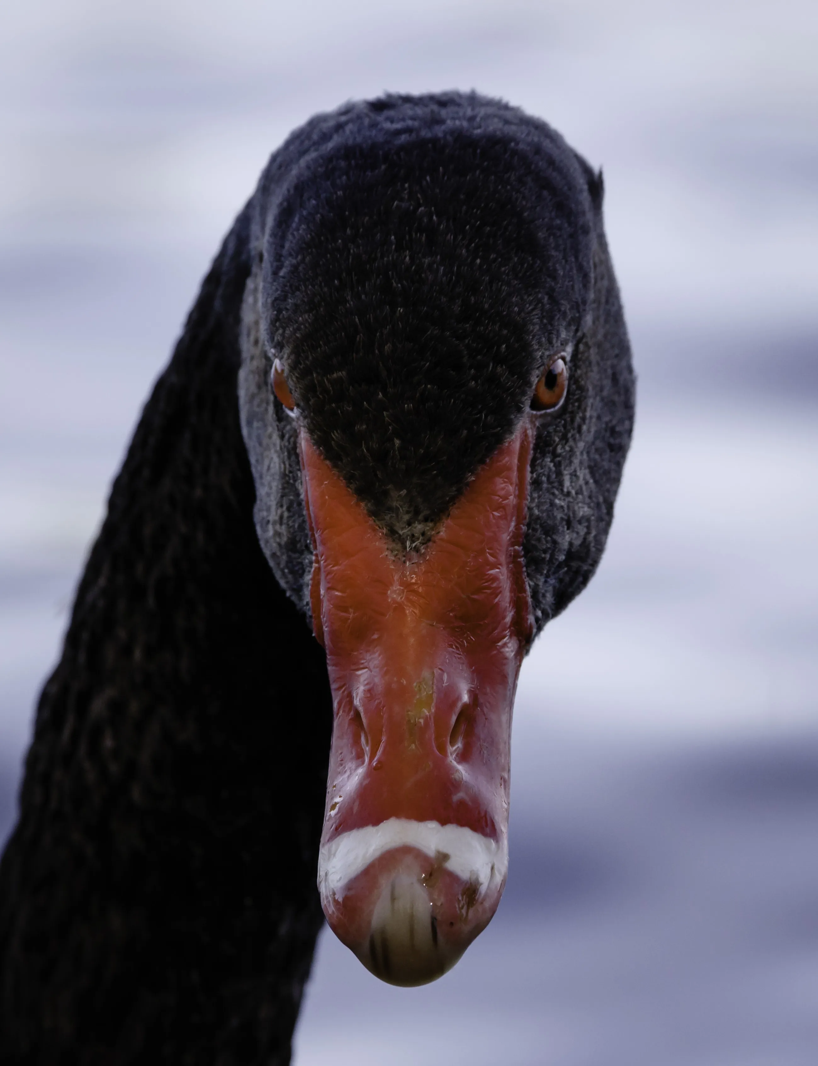 Birds 4