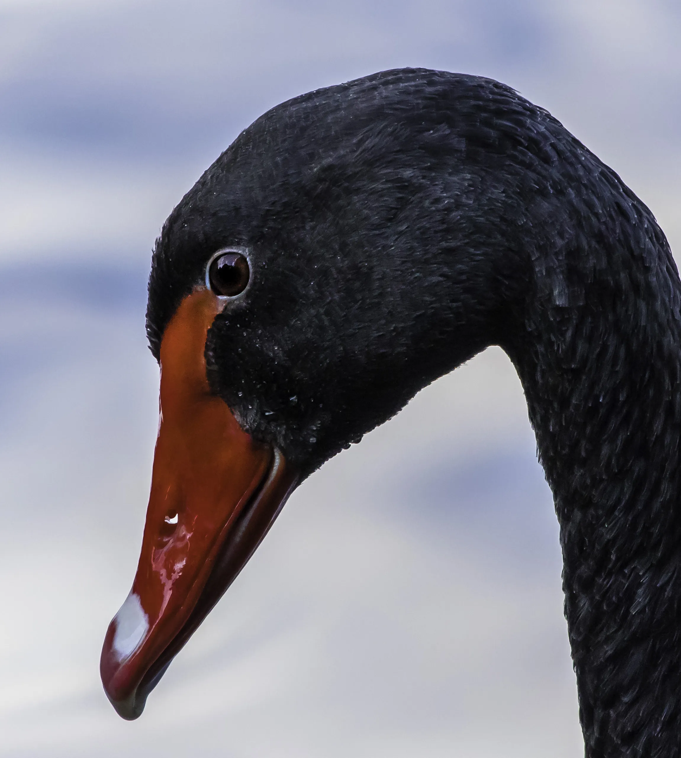 Birds 6