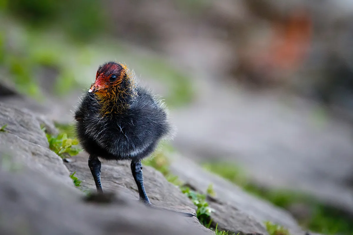 Birds 9
