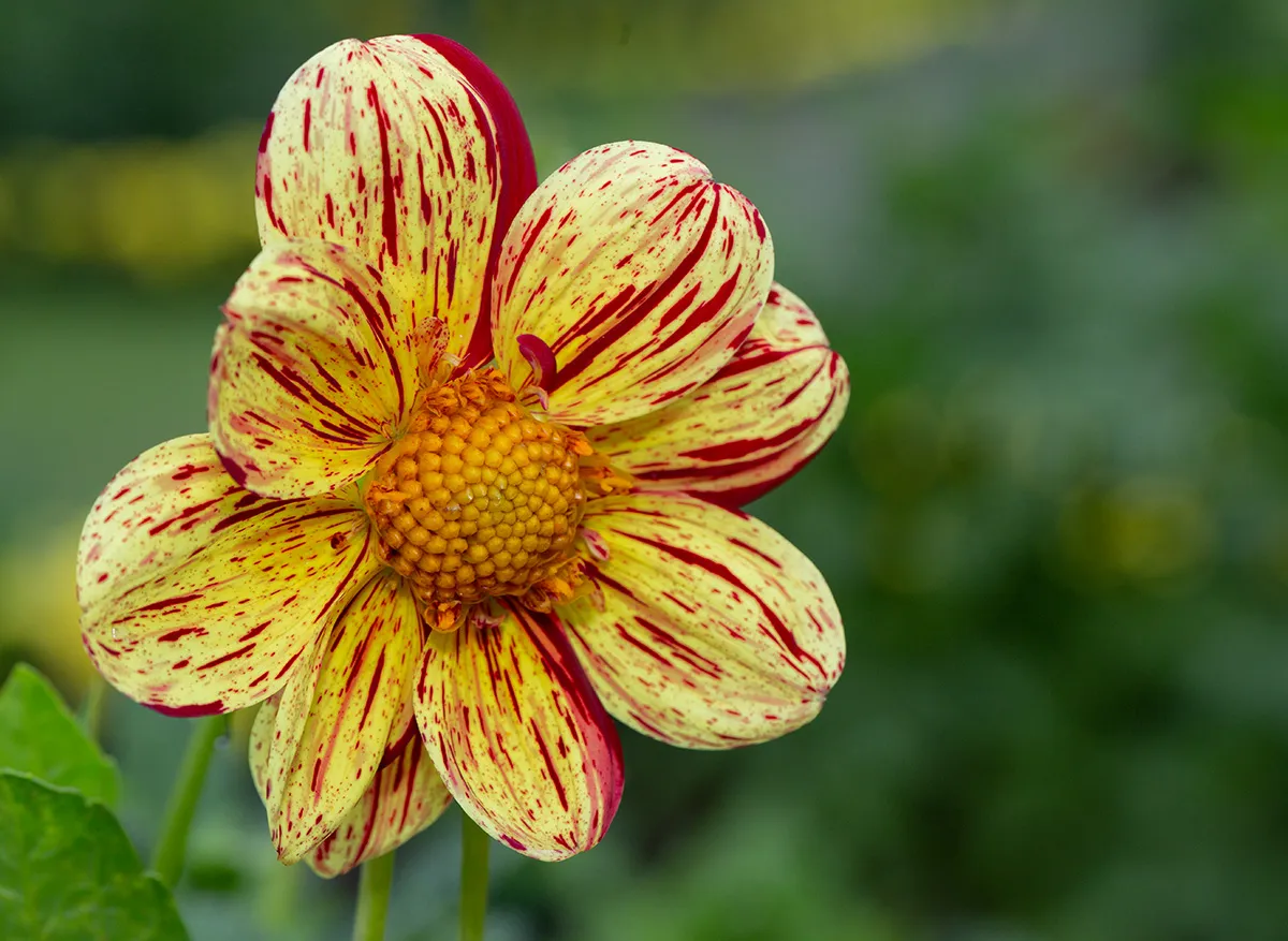 Flowers 10