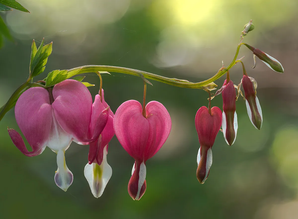 Flowers 15