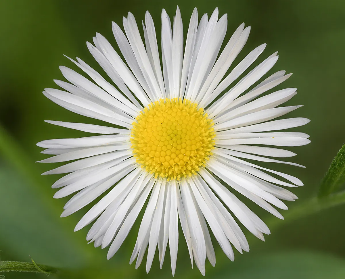 Flowers 19