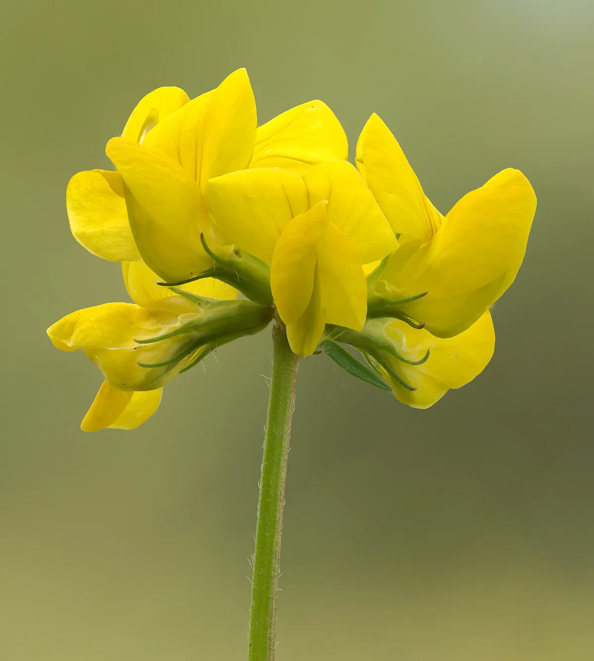 Flowers 24