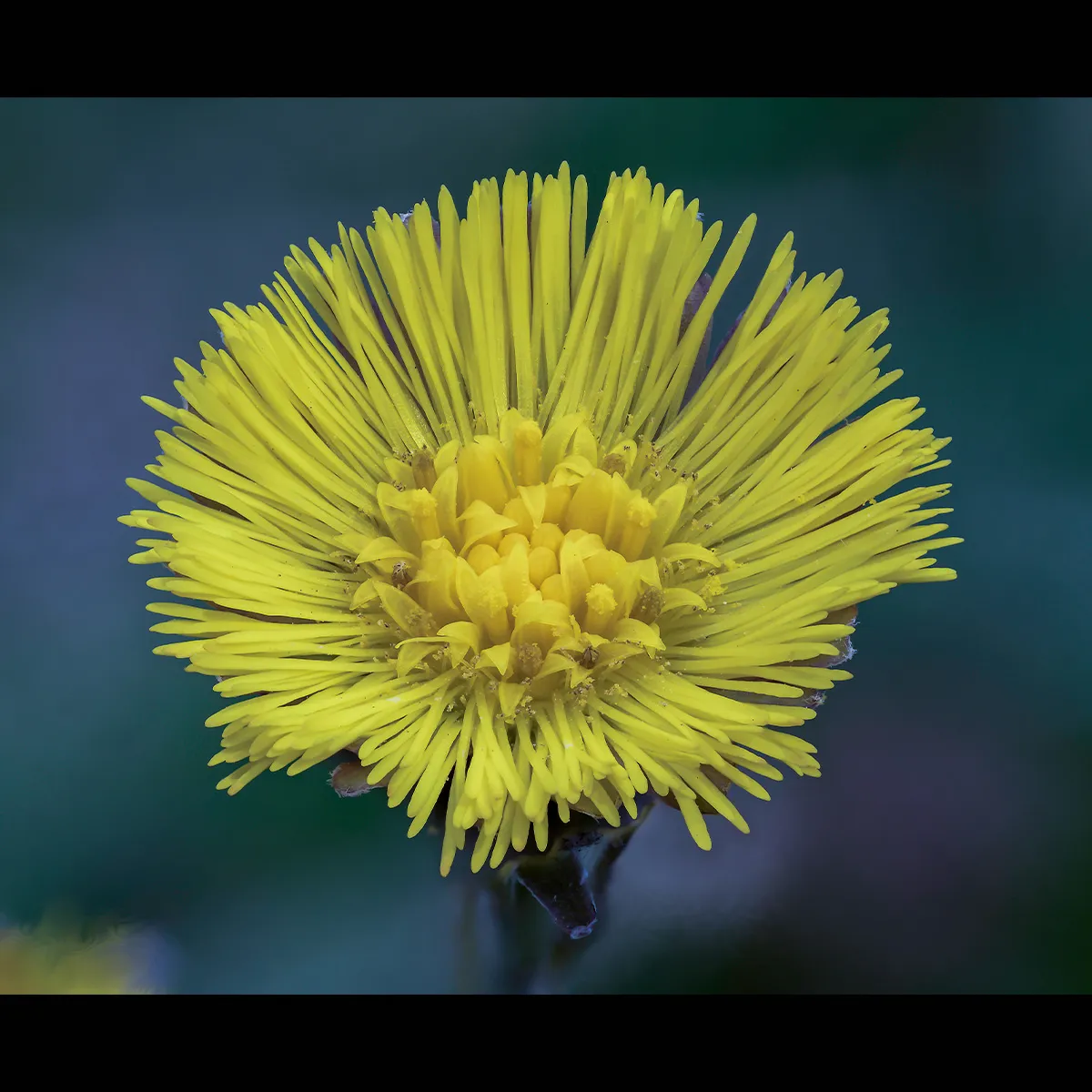 Flowers 26