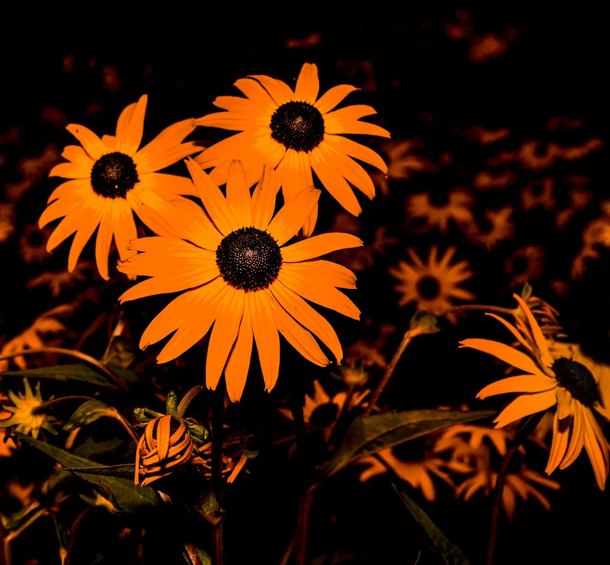 Flowers 3