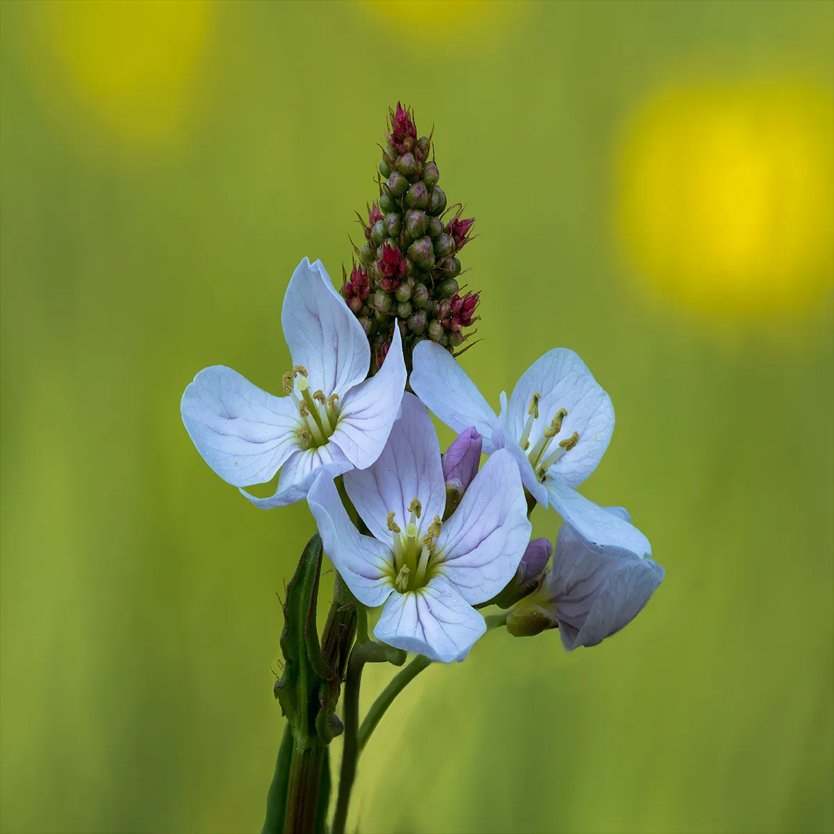 Flowers 30