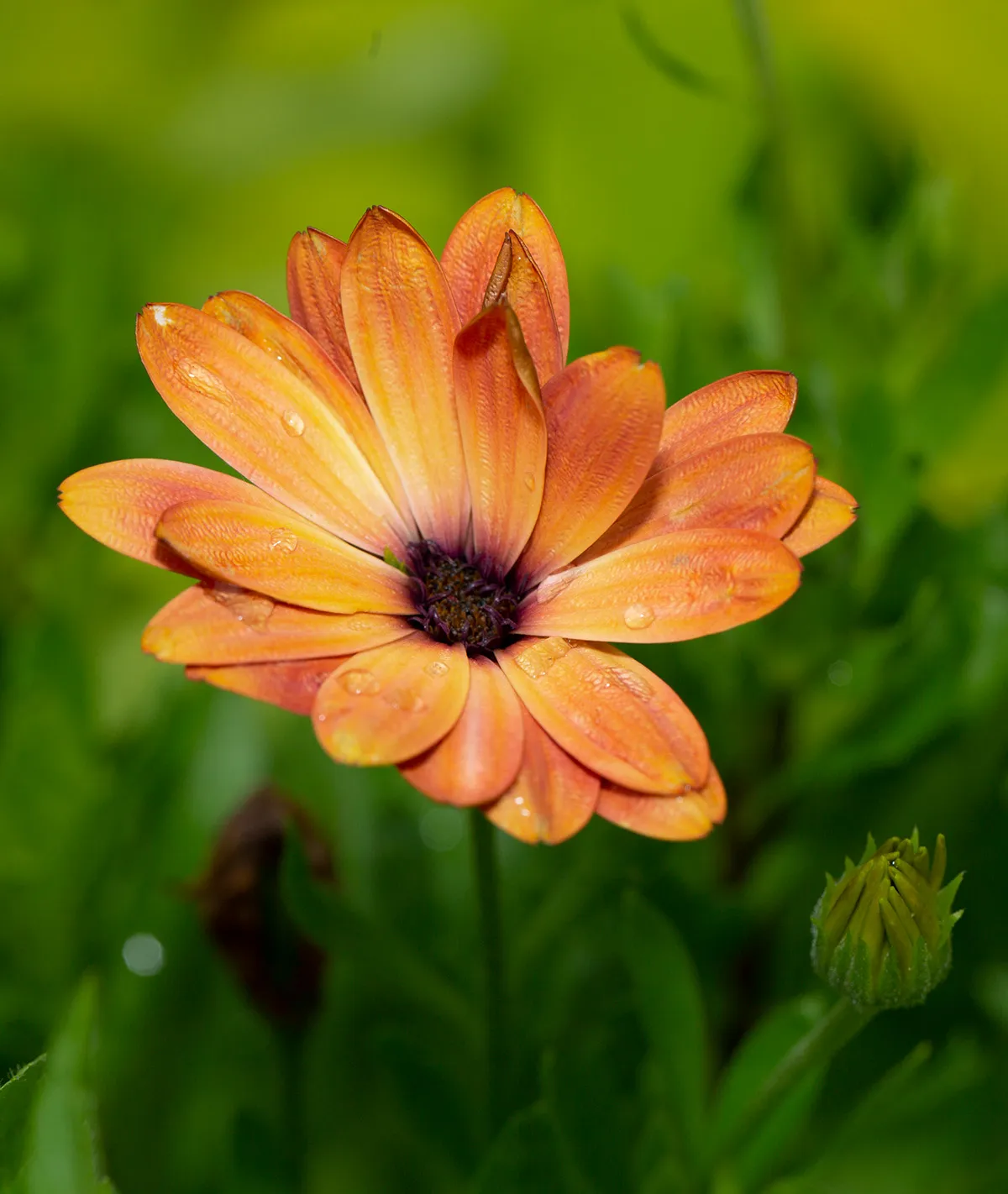 Flowers 6