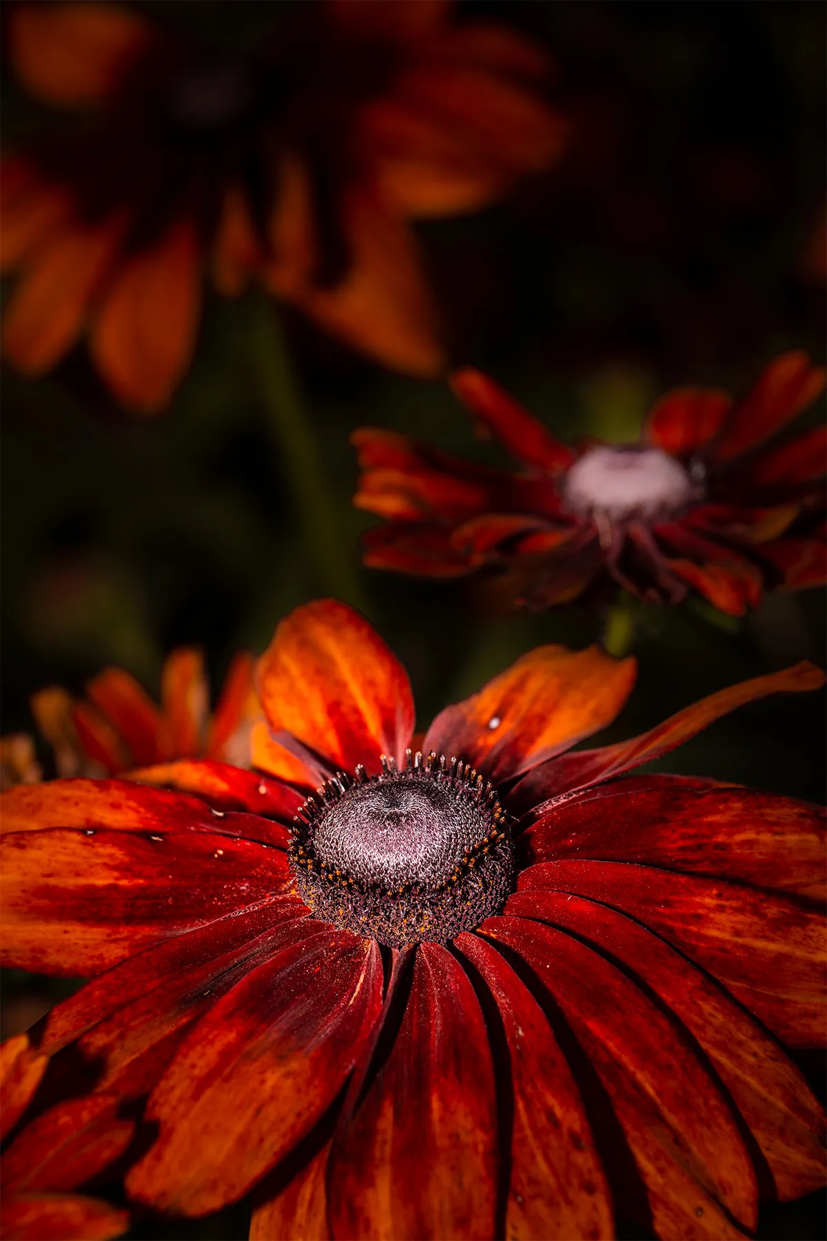 Flowers 7