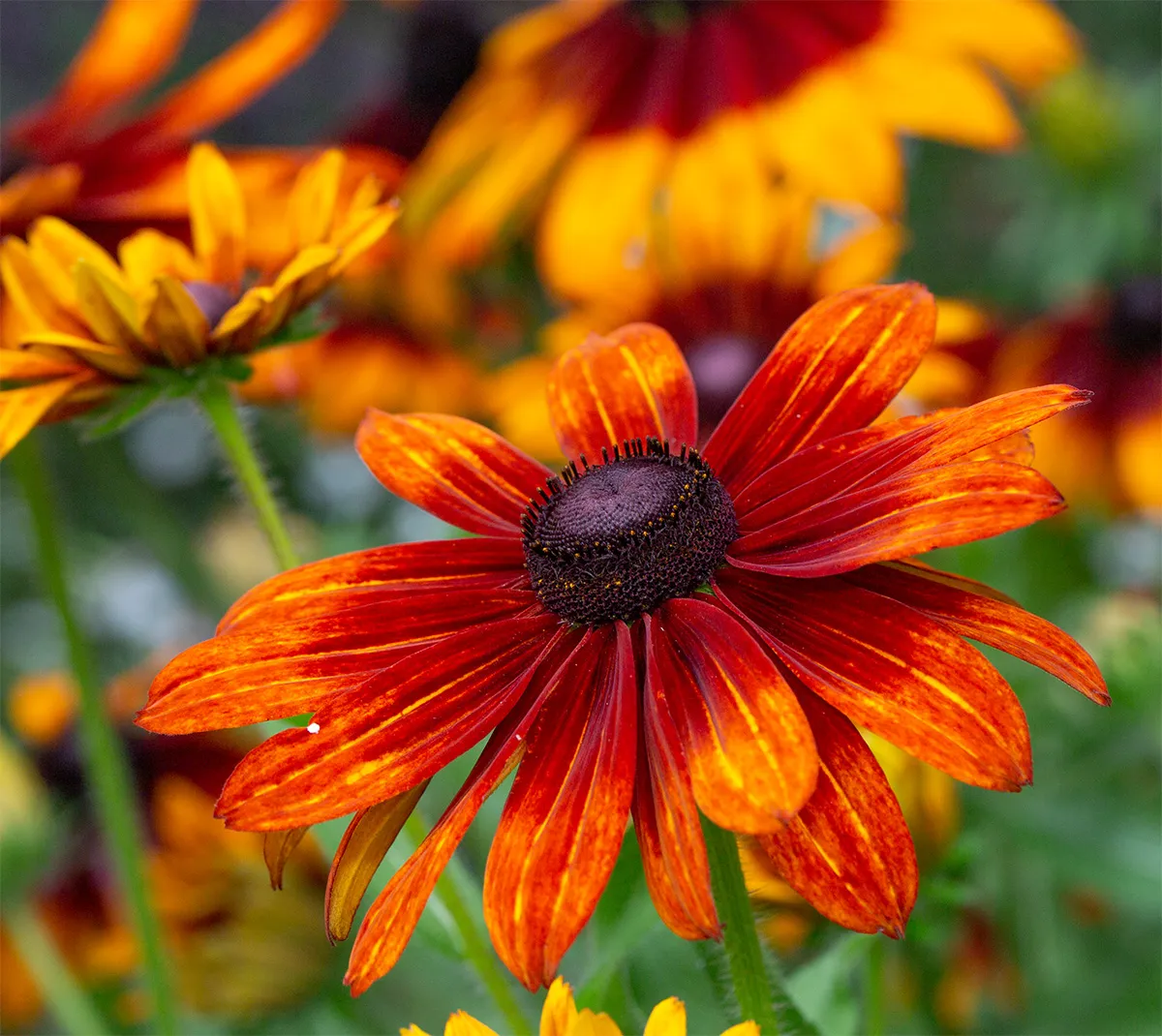 Flowers 8
