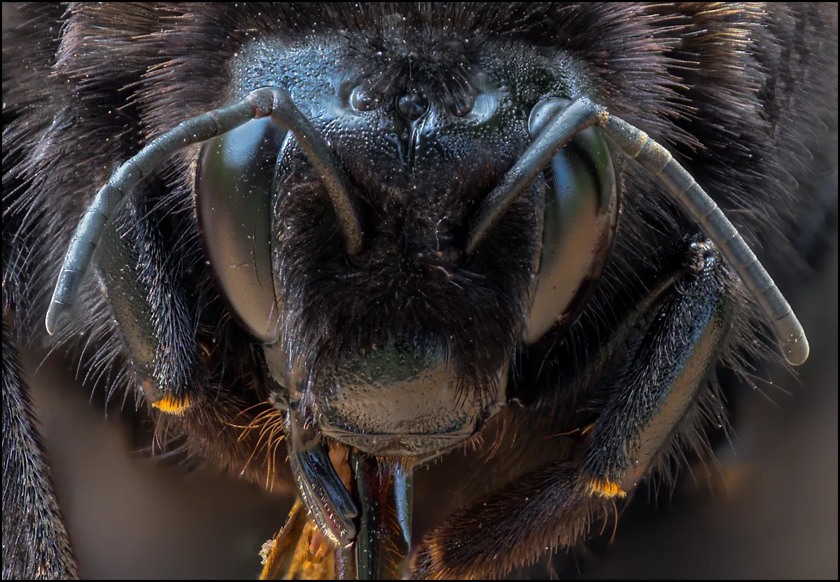 Bees Bumblebees 11