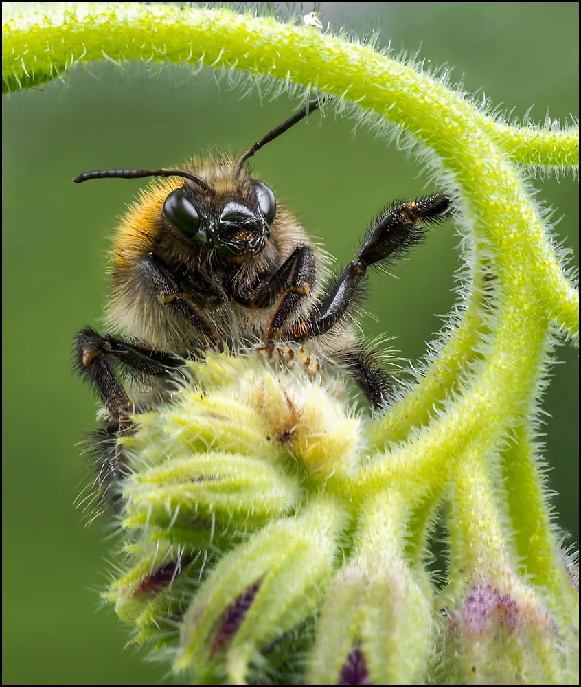 Bees Bumblebees 12
