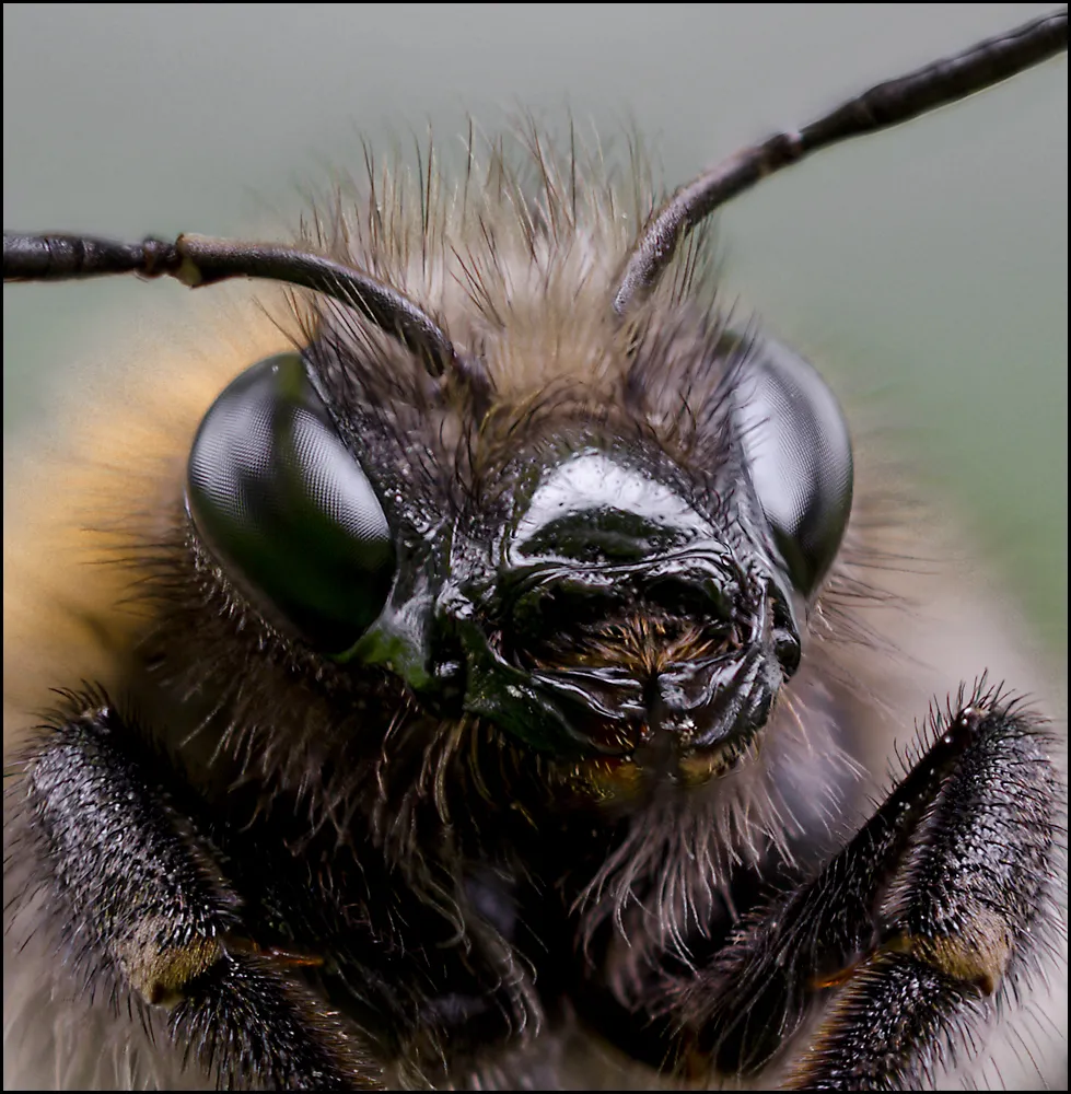 Bees Bumblebees 15