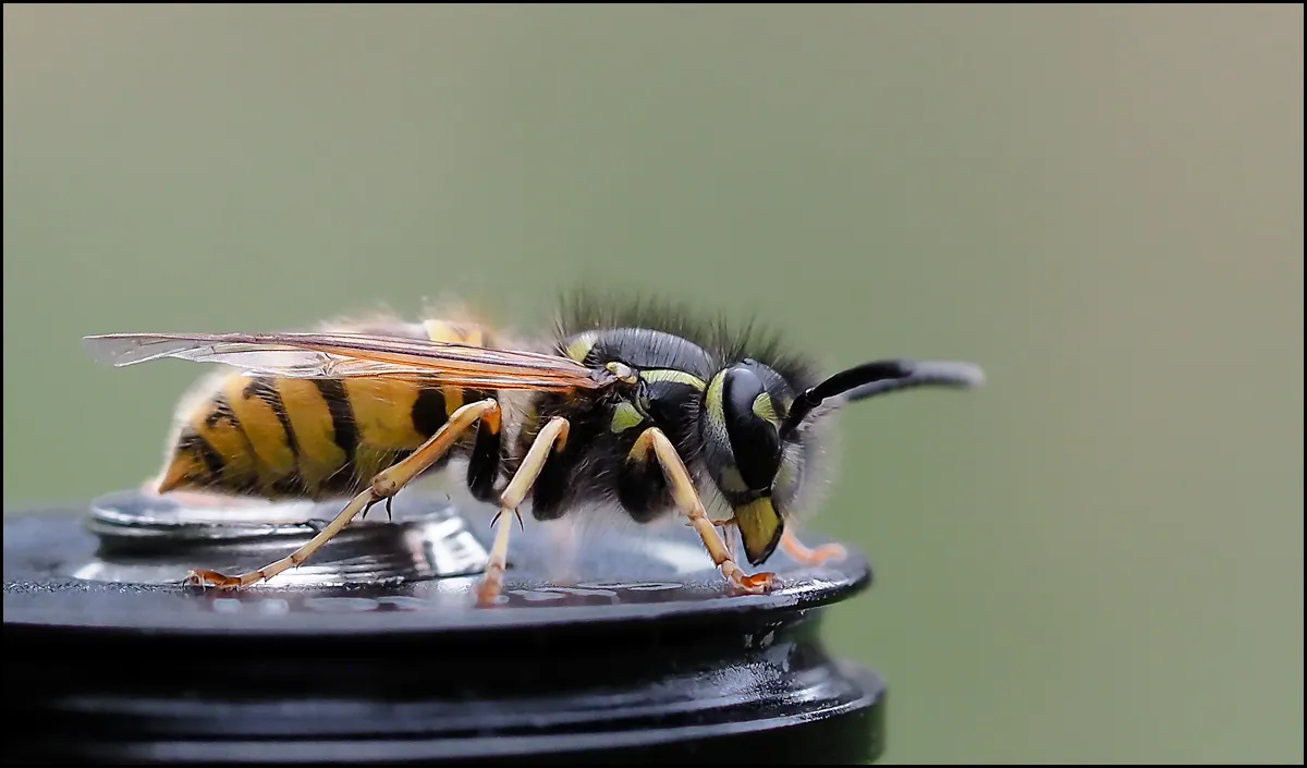 Bees Bumblebees 16
