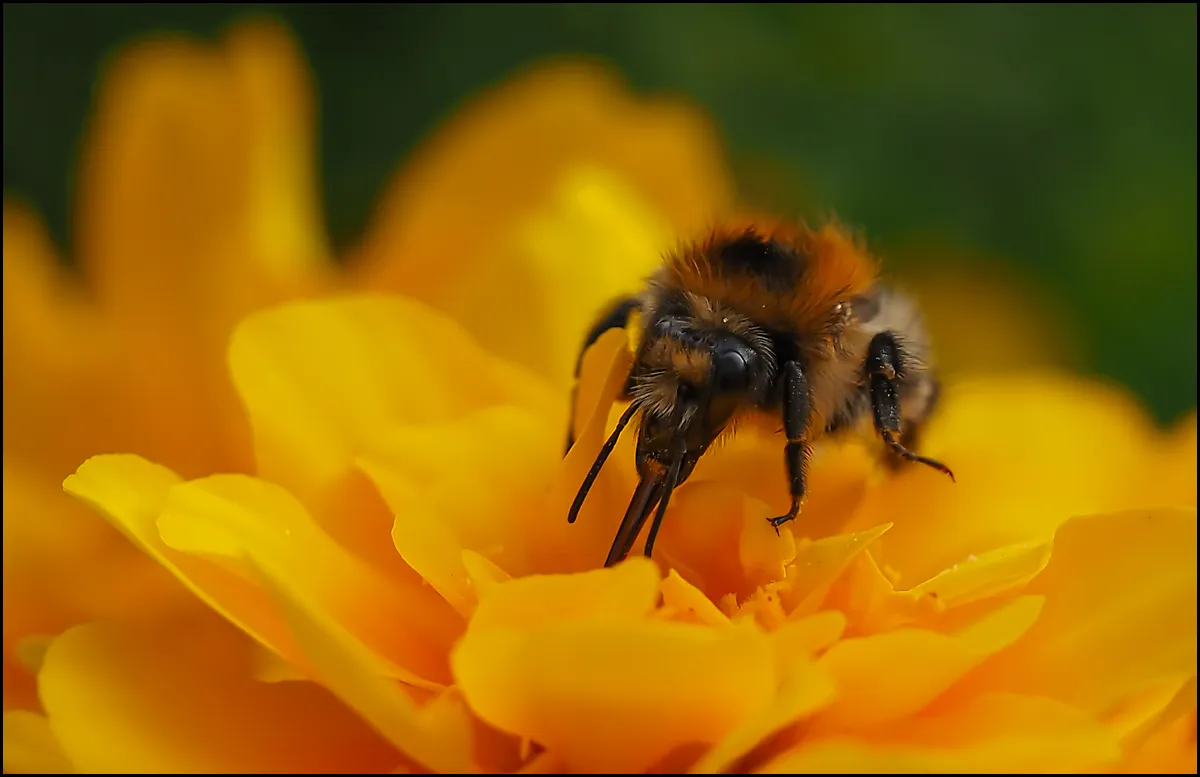 Bees Bumblebees 19