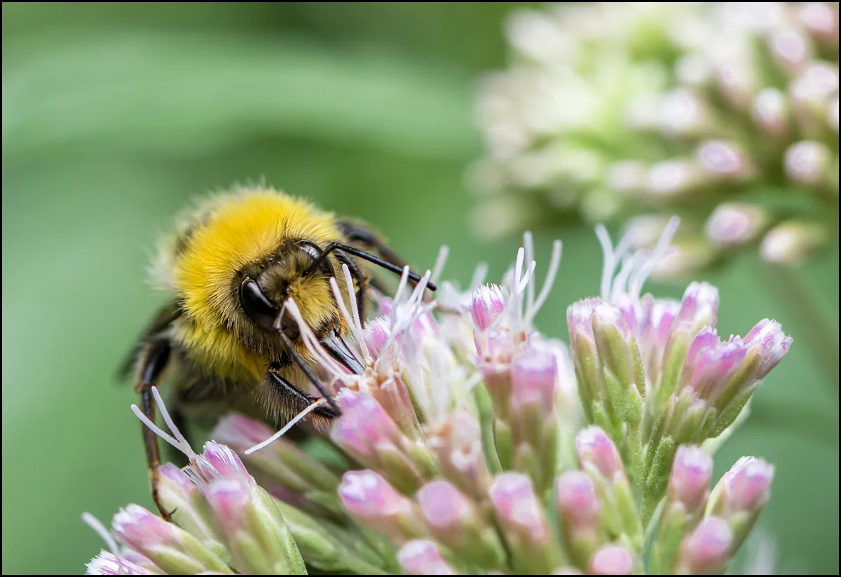 Bees Bumblebees 3
