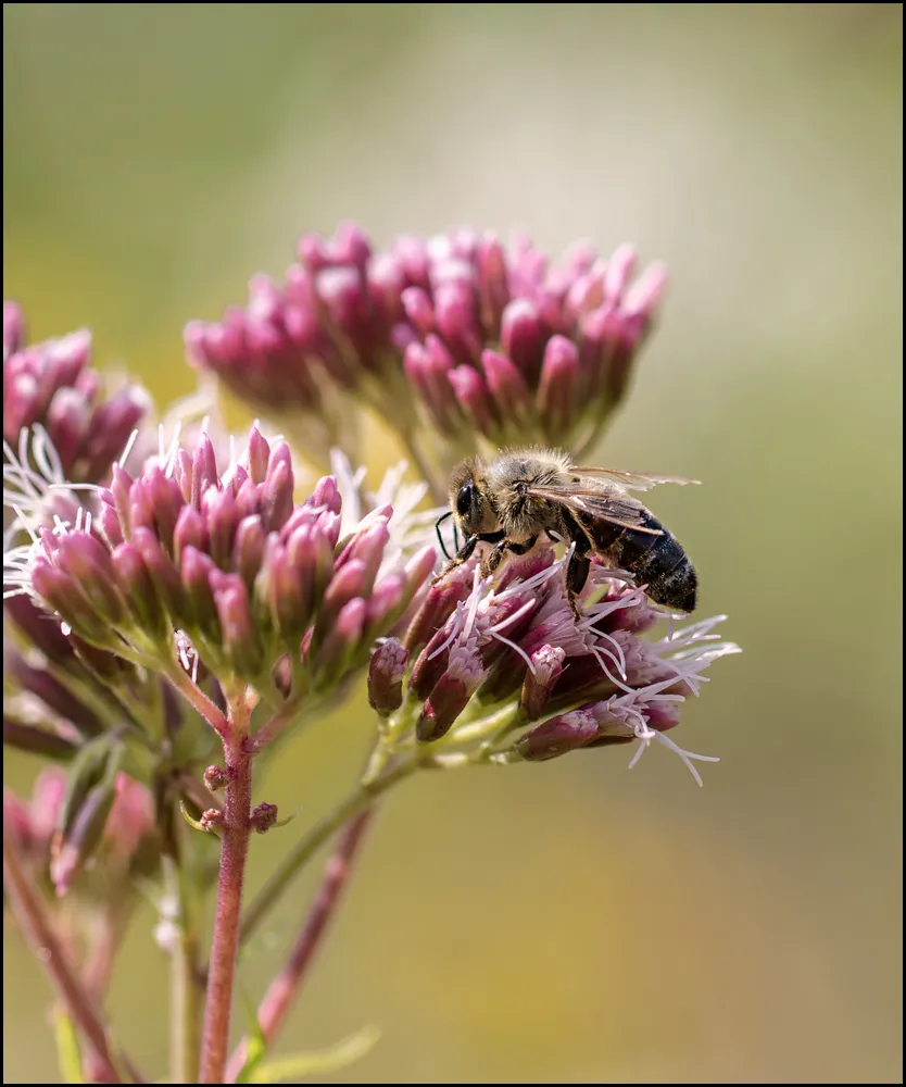 Bees Bumblebees 4
