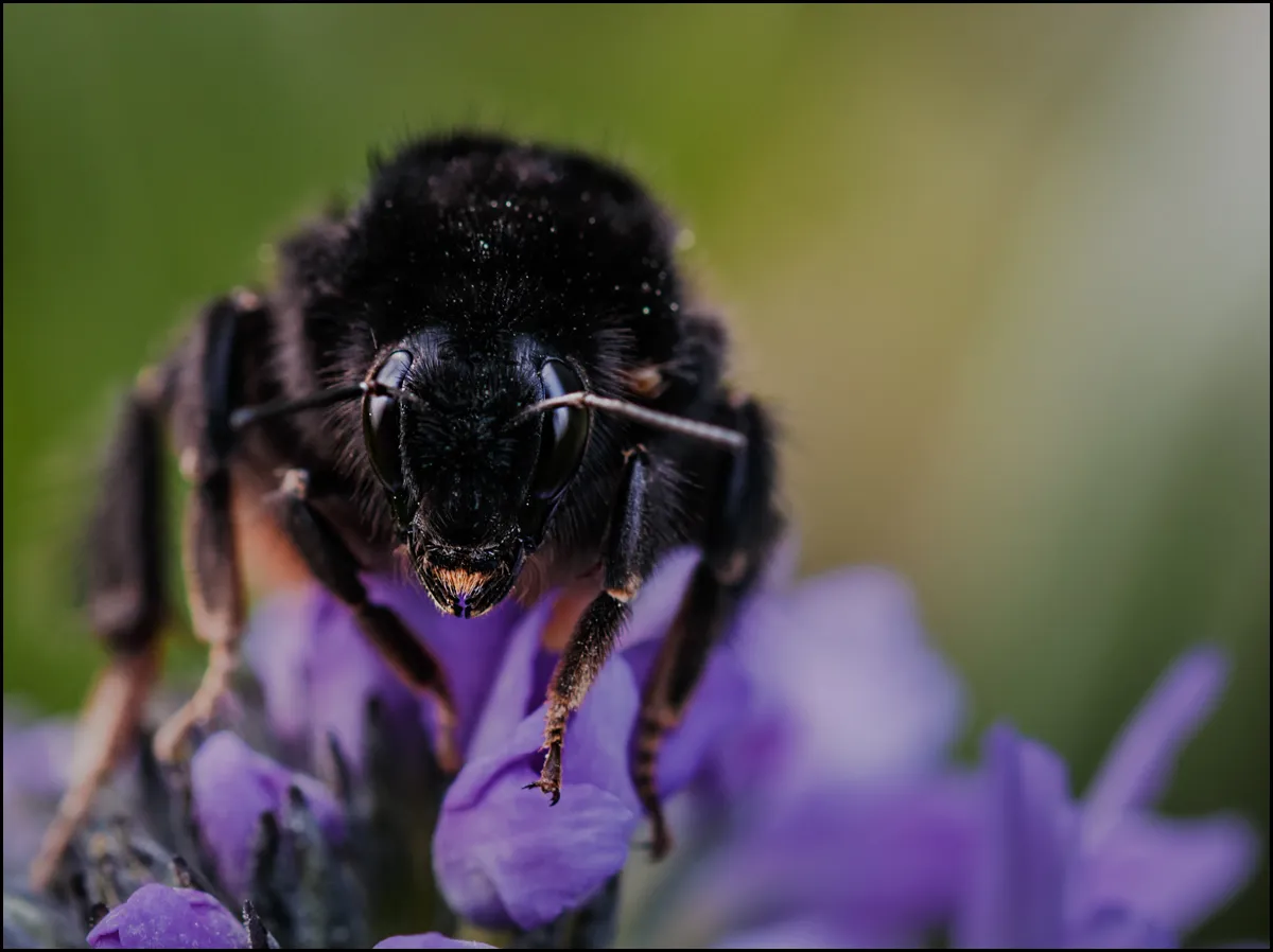 Bees Bumblebees 8