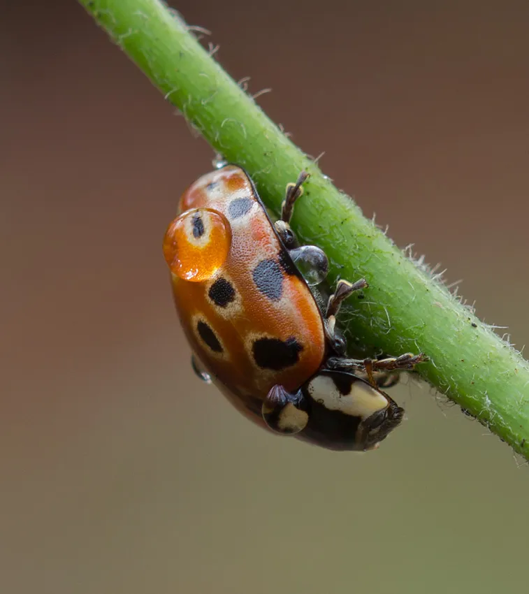 Ladybug 13