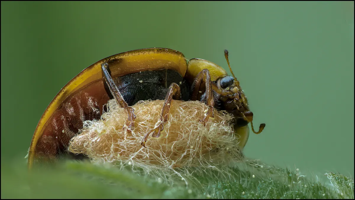Ladybug 2