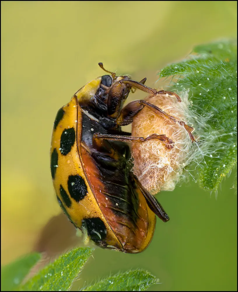 Ladybug 3