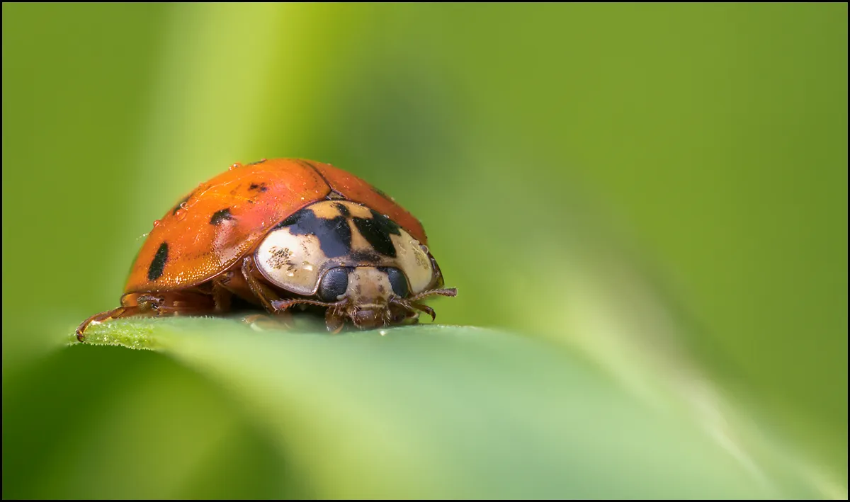 Ladybug 4