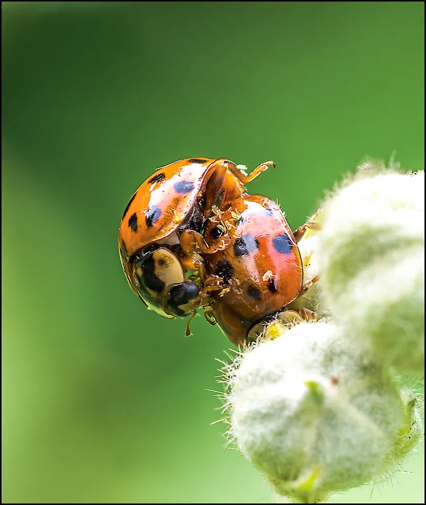 Ladybug 5