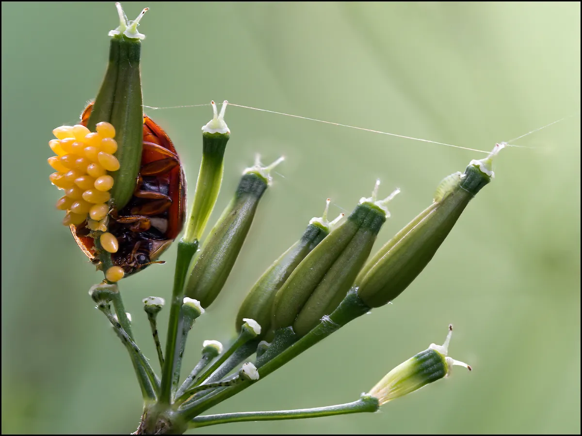 Ladybug 8