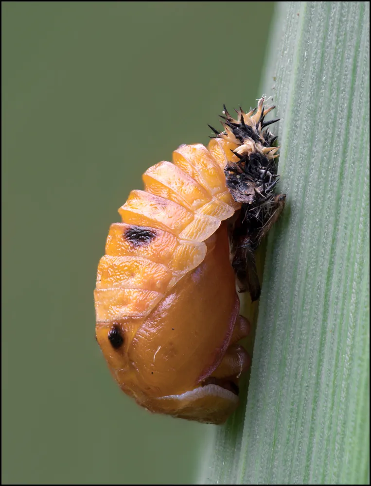 Ladybug 9