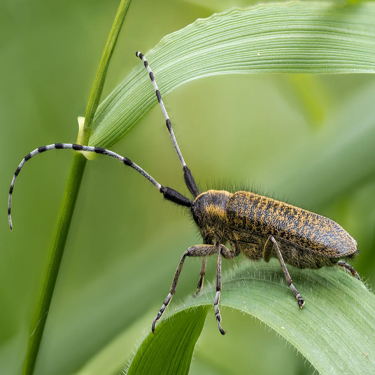 Longhorn Beetle 1