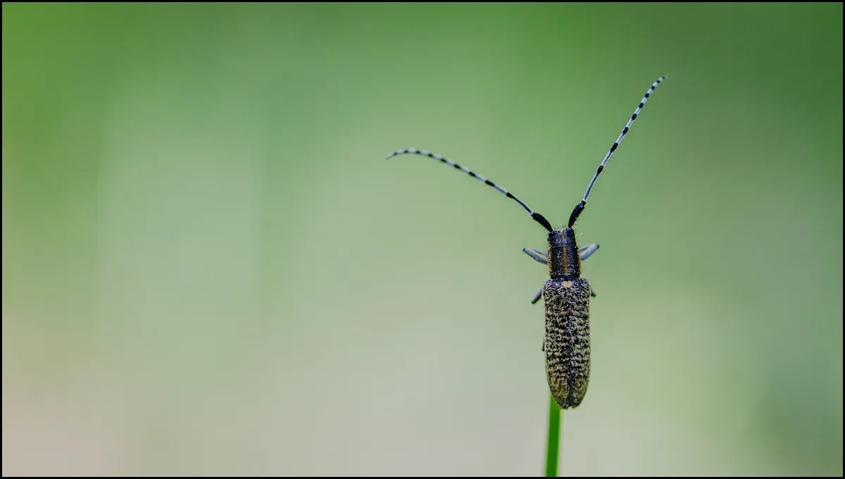 Longhorn Beetle 2