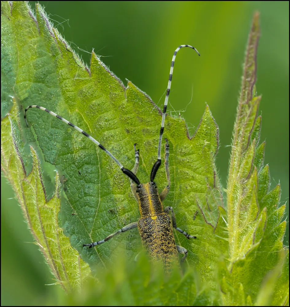 Longhorn Beetle 3