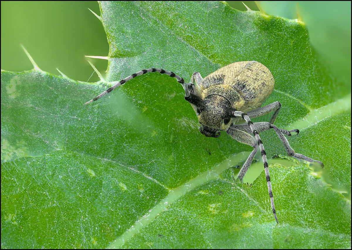 Longhorn Beetle 4